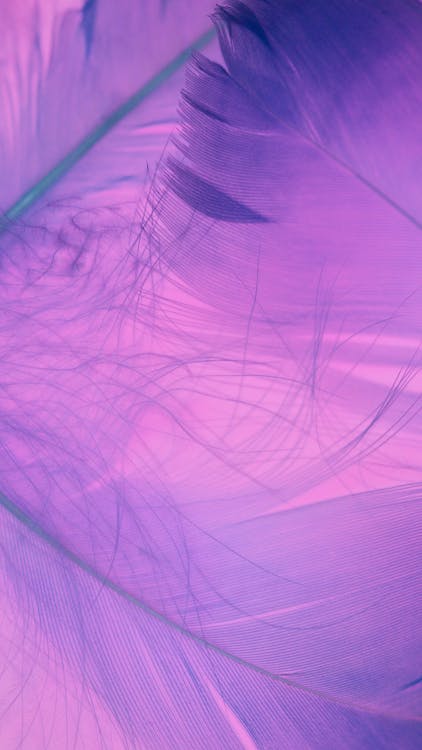 Photograph of Purple Feathers · Free Stock Photo